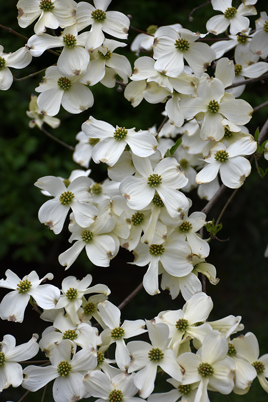 Appalachian Spring Flowering Dogwood (Cornus florida 'Appalachian Spring') at Frisella Nursery