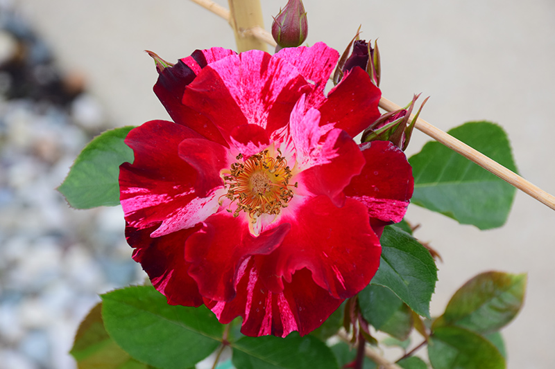 Fourth of July Rose (Rosa 'Fourth of July') at Frisella Nursery