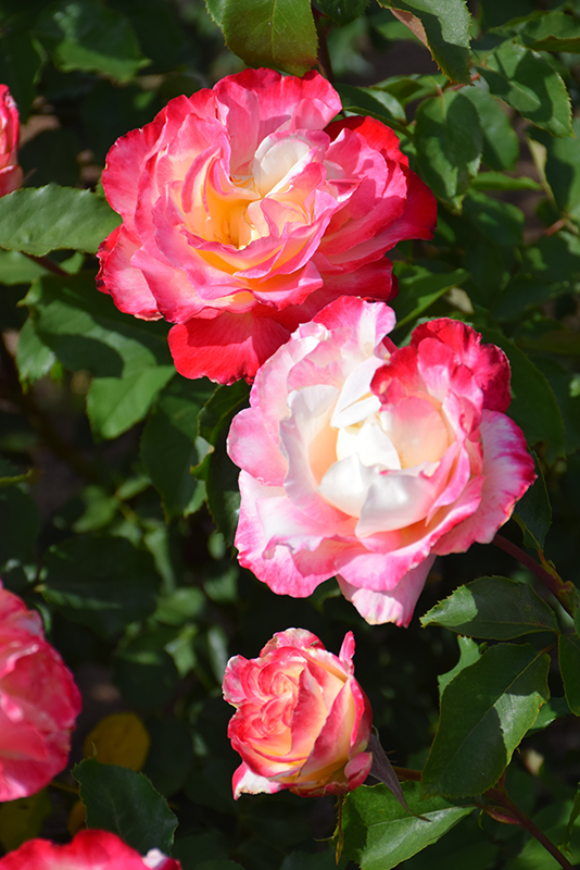 Double Delight Rose (Rosa 'Double Delight') at Frisella Nursery