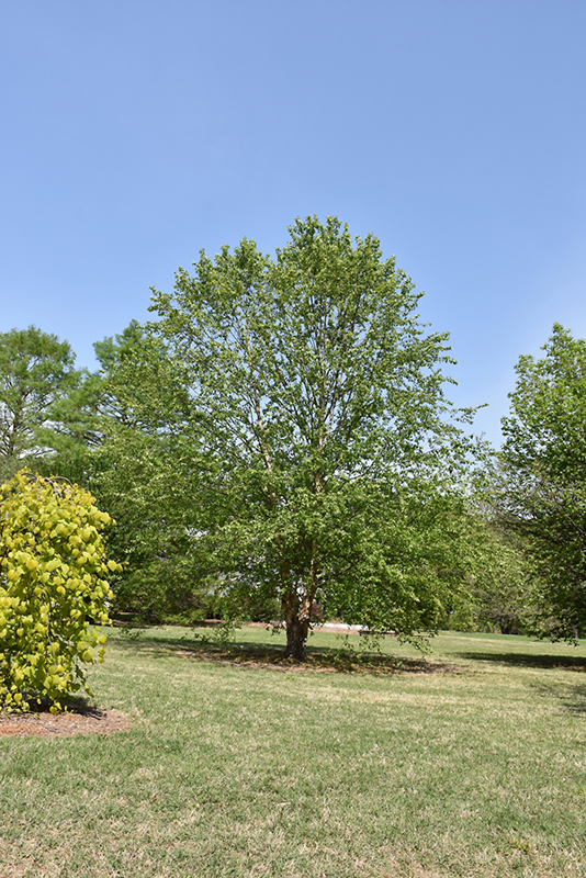 Dura Heat River Birch (Betula nigra 'Dura Heat') at Frisella Nursery