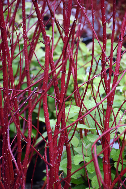 Bailey Red-Twig Dogwood (Cornus baileyi) at Frisella Nursery