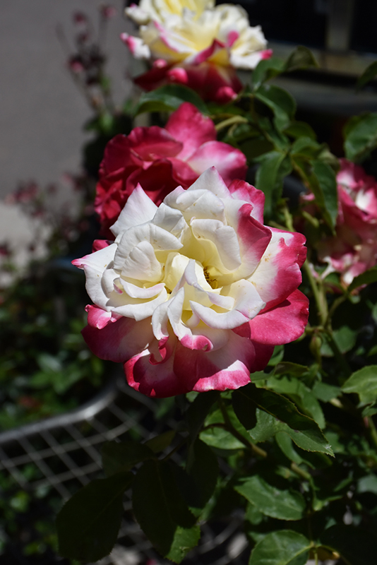 Double Delight Rose (Rosa 'Double Delight') at Frisella Nursery