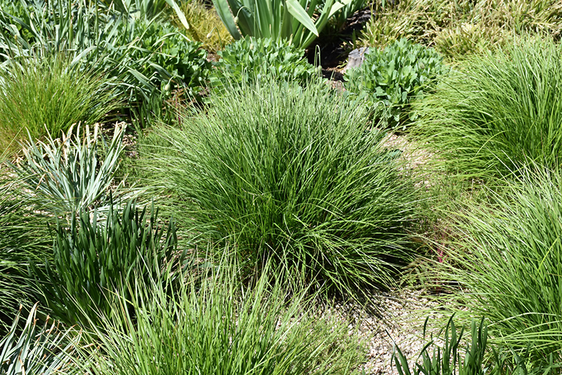 Autumn Moor Grass (Sesleria autumnalis) at Frisella Nursery
