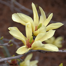 Plant Photo 2