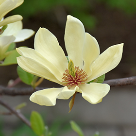 Plant Photo 4